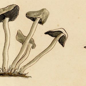 May include: A pen and ink drawing of several mushrooms with curved stems and dark caps. The illustration includes a cross-section of a mushroom and the word "Section" written below it. The mushrooms are drawn in shades of grey and brown.