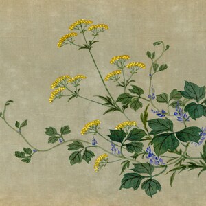 Japanese Yellow Ominaeshi Flower Meiji period late C19th painting on silk image 2