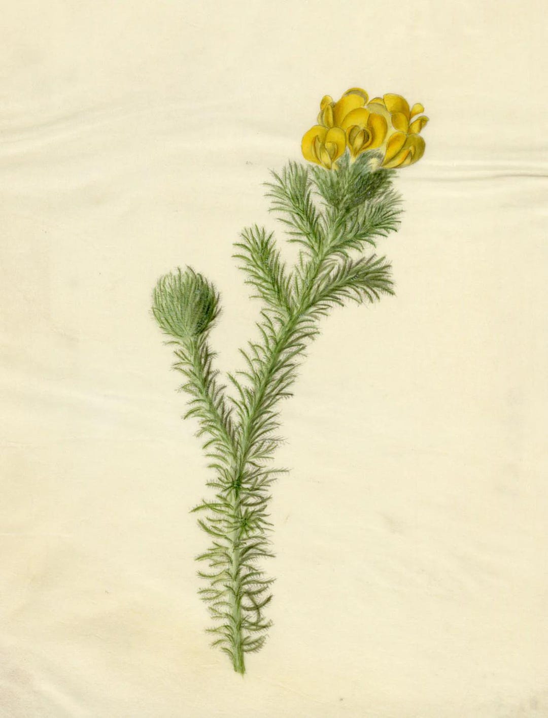 黄色いハリエニシダの花（Ulex Europaeus）水彩画 19世紀オリジナル