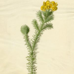 Könnte beinhalten: Botanische Illustration einer Pflanze mit einem Büschel gelber Blüten oben und einer kleineren Knospe links. Die Pflanze hat dünne, grüne, nadelförmige Blätter. Der Hintergrund ist hellbeige.
