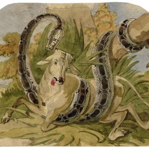 May include: A watercolor painting depicting a large, dark-spotted snake coiled tightly around a light-colored calf. The snake's body winds around the animal's torso and neck, while the calf is positioned on the ground amidst green foliage and trees.