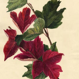 May include: Botanical illustration of a plant branch with green and deep red leaves. The leaves have detailed veining and are arranged along a brown stem. The artwork is set against a cream-colored background.