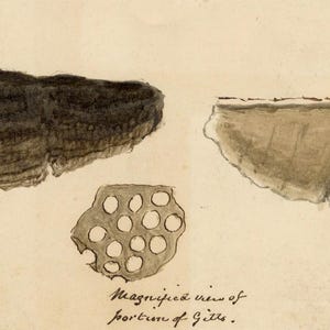 Puede incluir: Ilustración en acuarela de una seta, que muestra las superficies superior e inferior, y una vista ampliada de las branquias. La superficie superior es de color marrón oscuro con un palo de madera. La superficie inferior es de color marrón claro con un palo de madera.