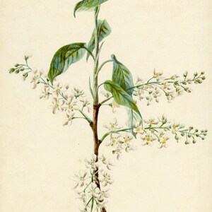 May include: Botanical illustration of a flowering plant with white blossoms and green leaves. The plant's stem is brown, and the background is a light beige color. The artwork is a detailed watercolor painting.