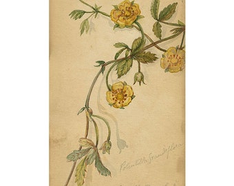 Yellow Potentilla Grandiflora Flower, Lucerne, Switzerland – 1882 watercolour