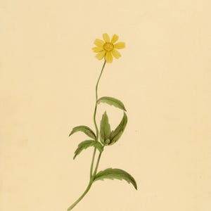 Könnte beinhalten: Aquarellillustration einer einzelnen gelben Blume mit einem dunkelgelben Zentrum und grünen Blättern. Die Blume befindet sich auf einem langen, dünnen Stiel. Der Hintergrund ist hellbeige.