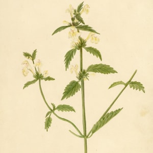 Flaum-Hanfnesselblume (Galeopsis segetum) - Aquarellmalerei um 1835