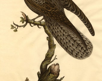 Perched Sparrowhawk Bird with Eggs – Hand-coloured early 19th-century engraving