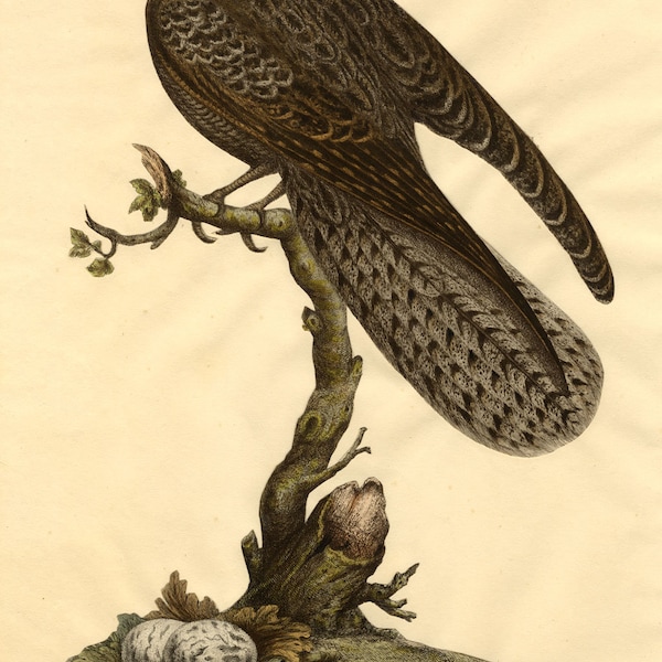 Neergestreken Sperwervogel met eieren - Handgekleurde gravure uit het begin van de 19e eeuw