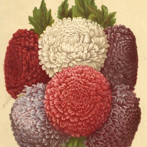 Suttons Seeds Improved Peony Perfection Asters – 19th-century chromolithograph