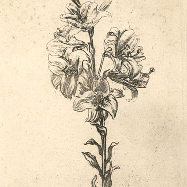 A.C.H. Luxmoore, Lilies - 19th-century etching print