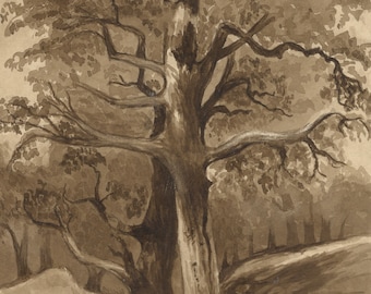 R. Curtis, Tree Study in Sepia – Original 1856 watercolour painting