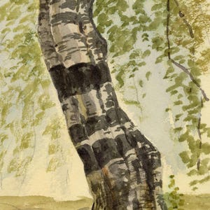 May include: Watercolor painting of a tree trunk with a textured, black and white bark. Green leaves and branches are visible in the background, with a light brown ground at the base of the tree. The artwork has a natural, organic theme.