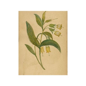 Yellow Alpine Bell Flower, St Moritz, Switzerland – c.1880 watercolour painting