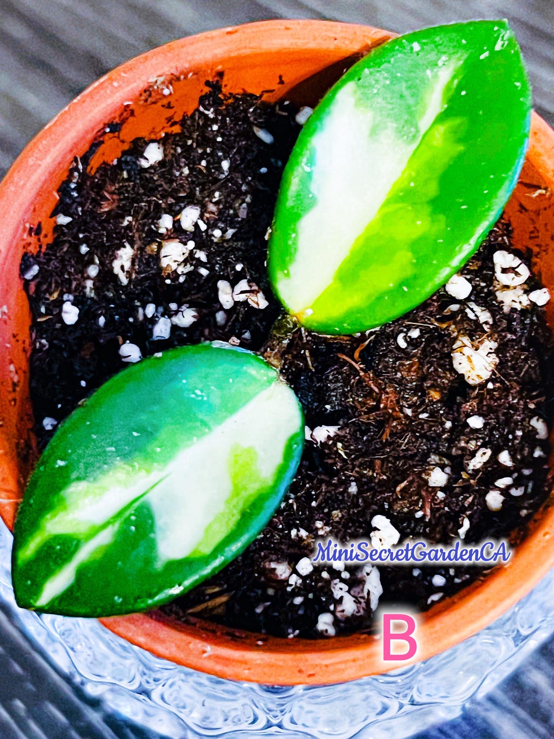 Hoya Mathilde Variegated Etsy Canada