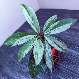 May include: A Hoya plant with variegated, lance-shaped leaves featuring a mix of dark green and silvery-white speckled patterns. The plant is potted in a small, reddish-brown container, with the foliage spreading outward in a star-like arrangement.