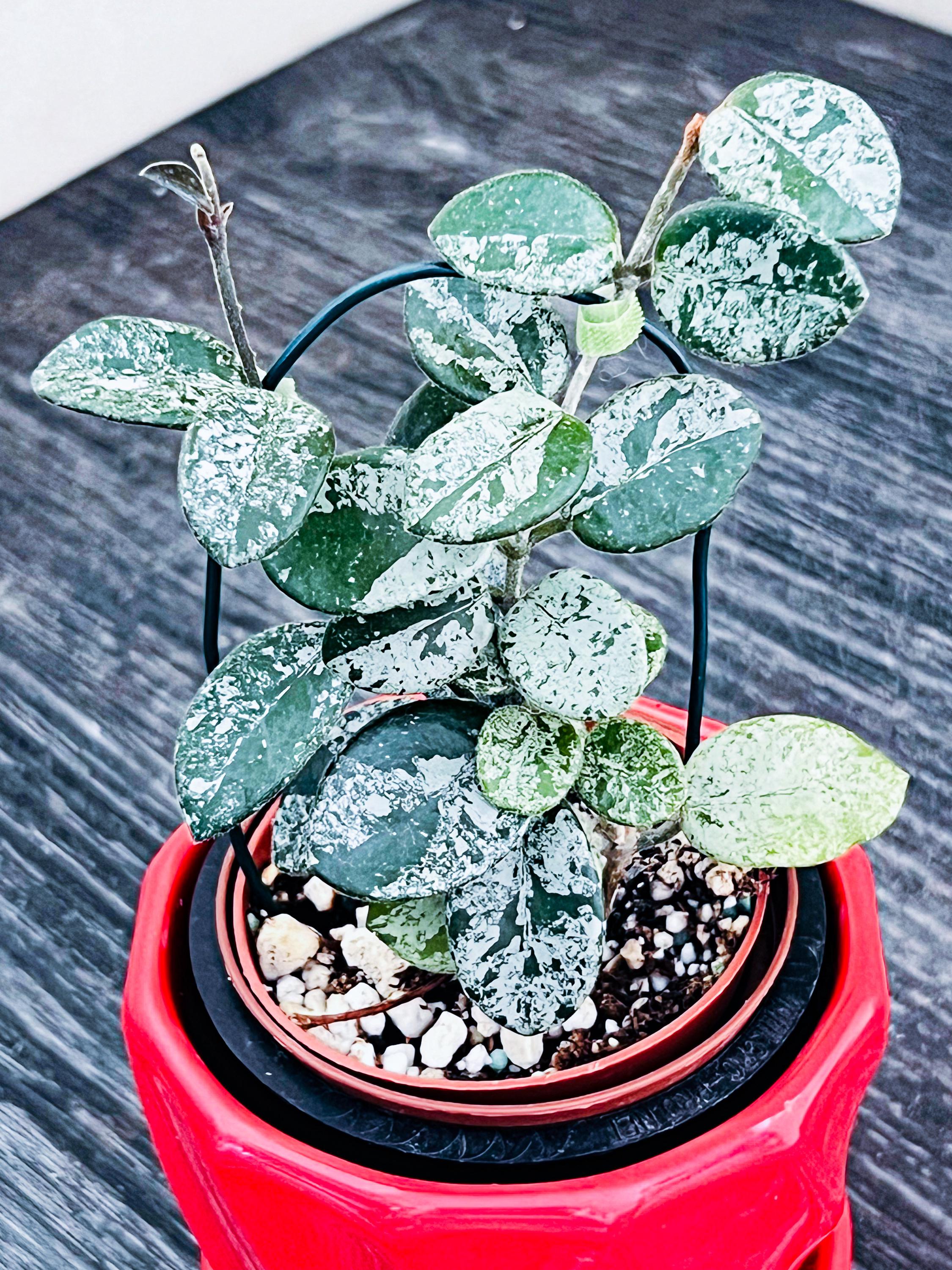 夏セール　ホヤ マチルダ 内斑 Hoya mathilde variegata Hoya Mathilde splash ホヤ マチルダ スプラッシュ ホヤ植物