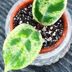 Hoya Madara Snow Angel - Etsy Canada