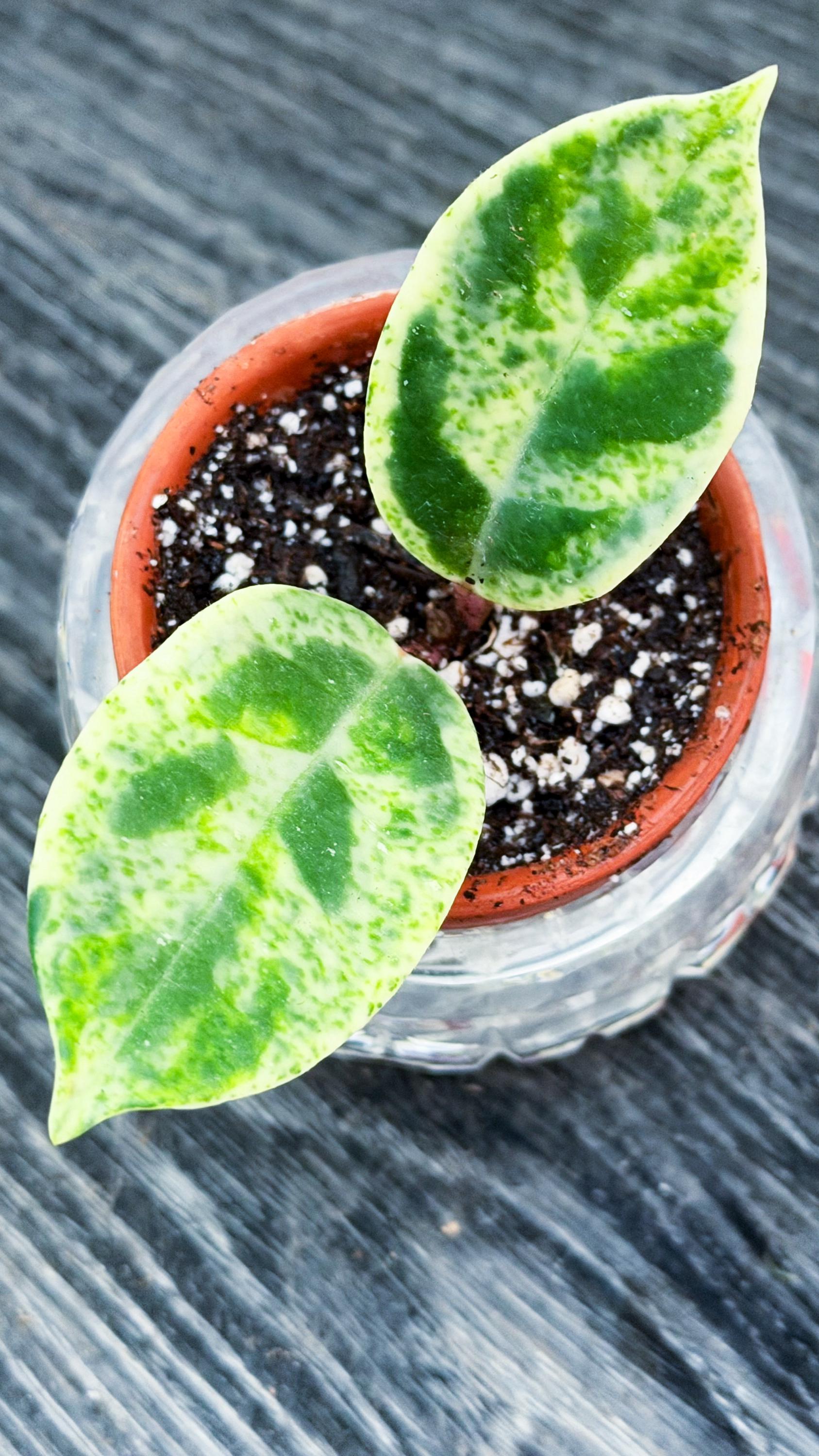 Hoya Carnosa Madara Snow Angel - Etsy Canada