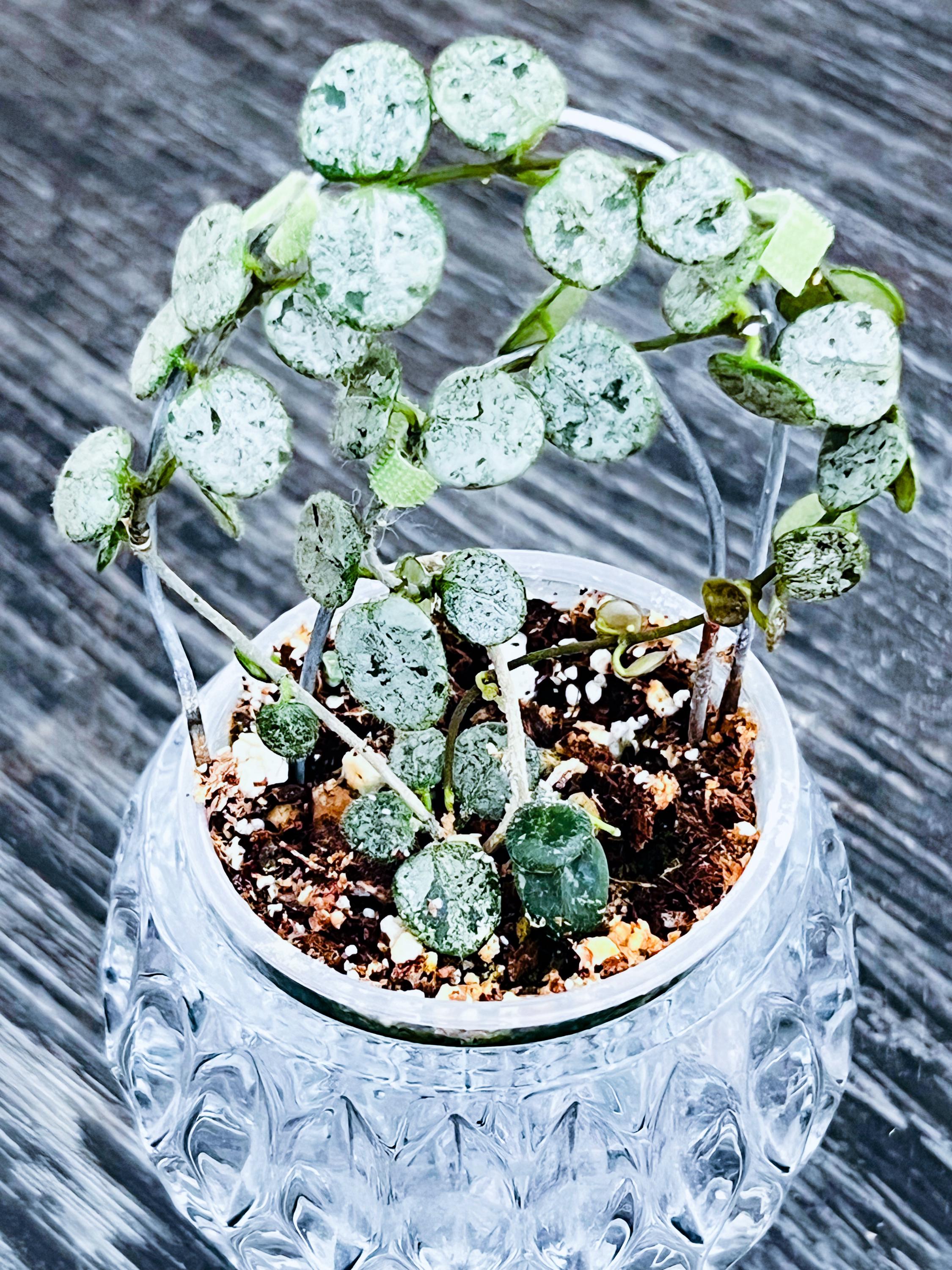 珍種　ホヤ セルペンス シルバー　Hoya Serpens Silver Hoya Silver dollar ホヤ シルバー ダラー ホヤ 希少 ホヤ植物