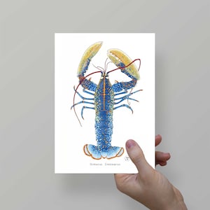 Póster Lagosta Azul - pequeno