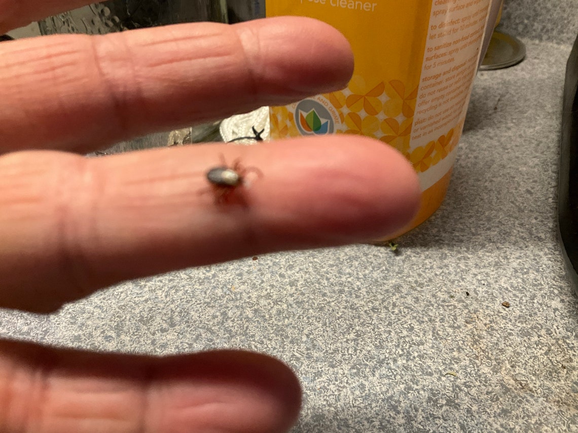 Wearable Tick Trap Tick Grabber Tick Sticks Etsy UK