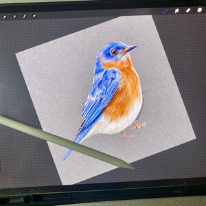 May include: A detailed illustration of a bluebird with vibrant blue wings and head, and a warm orange breast. The bird is perched on a gray surface, rendered with realistic detail. A digital stylus is in the foreground.