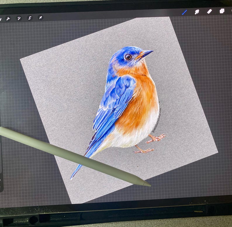 May include: A detailed illustration of a bluebird with vibrant blue wings and head, and a warm orange breast. The bird is perched on a gray surface, rendered with realistic detail. A digital stylus is in the foreground.