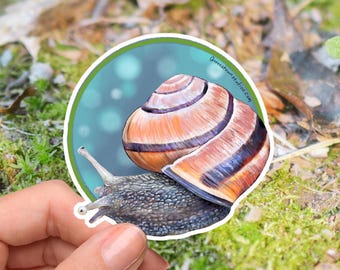 Realistic Snail Sticker | Garden Snail Vinyl Decal | Wildlife Art | Nature Lover Gift | Mollusk Illustration