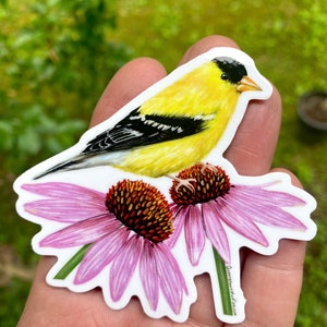 May include: A yellow and black goldfinch bird perched on a pink coneflower with a green stem. The bird is facing the right side of the image. The background is blurred green.