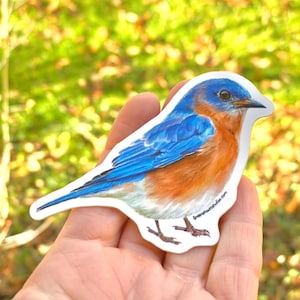 May include: A sticker featuring a detailed illustration of a bluebird. The bird has vibrant blue wings and head, an orange breast, and a white belly. The sticker is held against a blurred green and yellow background.