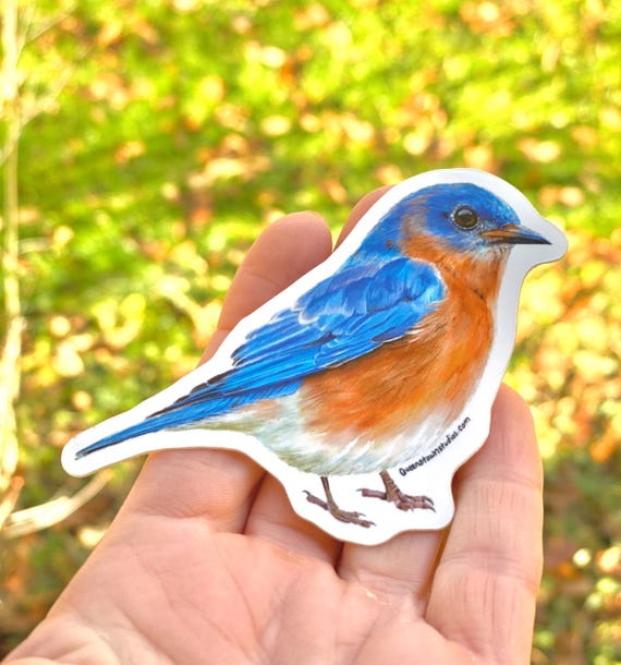 Eastern Bluebird songbird vinyl sticker, bird watching gift, durable waterproof decal
