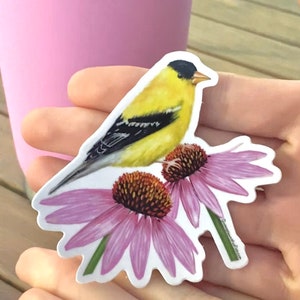Puede incluir: Un p&aacute;jaro amarillo y negro posado sobre dos flores rosadas de equin&aacute;cea. El p&aacute;jaro tiene la cabeza negra y el cuerpo amarillo. Las flores tienen un centro marr&oacute;n y p&eacute;talos rosados.