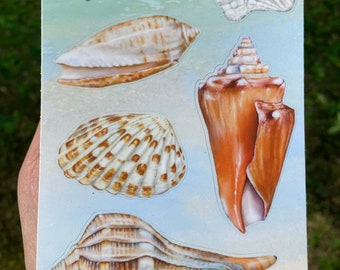 Paquete de pegatinas de vinilo con conchas marinas de Florida, conchas dibujadas a mano.