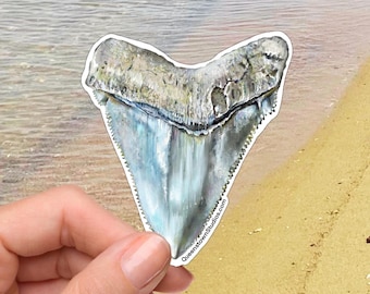 Megalodon Shark Tooth Vinyl Sticker, Fossil Art Decal