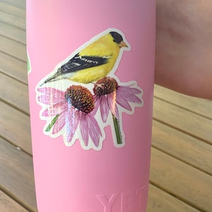 Puede incluir: Un vaso Yeti rosa con una pegatina de un jilguero amarillo posado sobre unas equin&aacute;ceas moradas. La pegatina dice "Jilguero com&uacute;n".