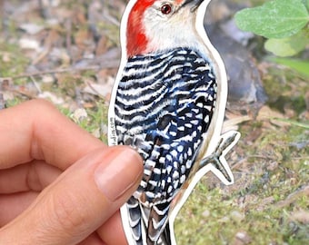 Pegatina de vinilo del pájaro carpintero de vientre rojo, regalo para observadores de aves, calcomanía duradera e impermeable.