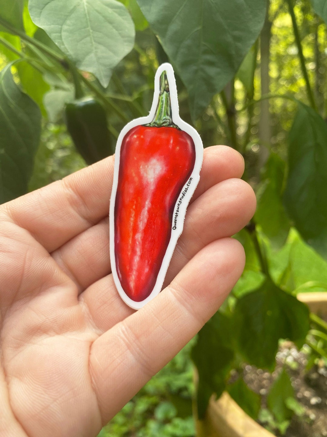 Spicy Red Pepper Vinyl Sticker, Waterproof, for Hot Sauce Ferment ...