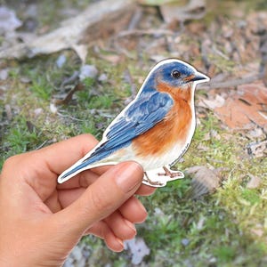 May include: A sticker of a bluebird with blue wings, an orange breast, and a white belly. The bird is perched on a white background. The sticker is held in a hand against a background of green grass and fallen leaves.