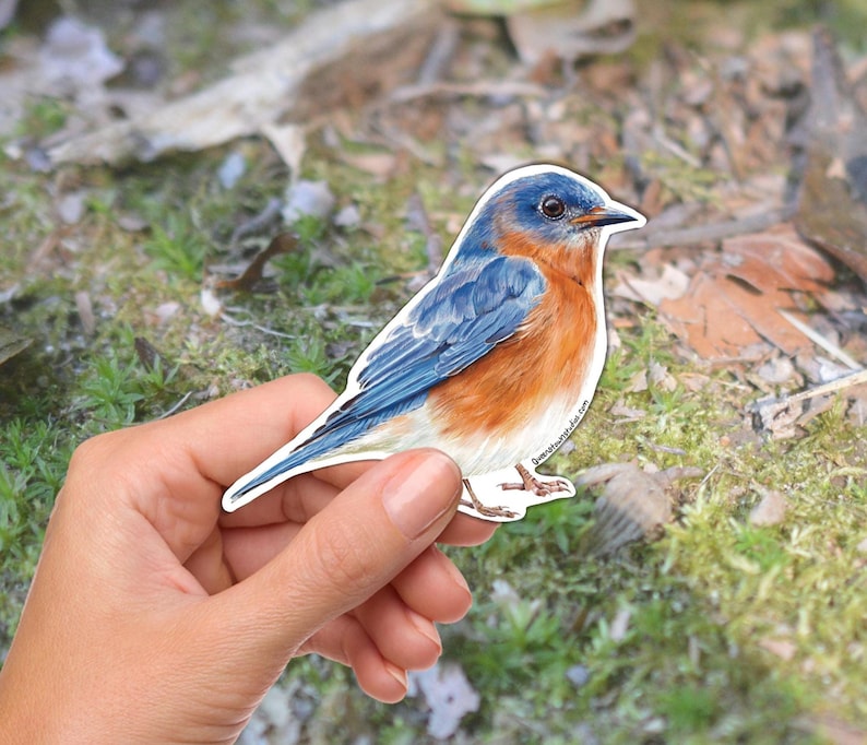 May include: A sticker of a bluebird with blue wings, an orange breast, and a white belly. The bird is perched on a white background. The sticker is held in a hand against a background of green grass and fallen leaves.