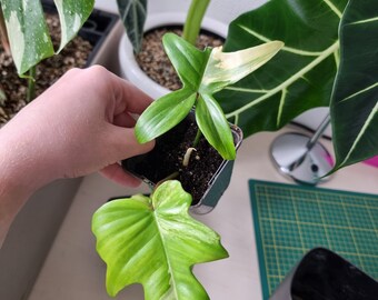 Philodendron Florida Beauty variegata