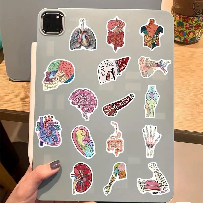 Cartoon Anatomy Stickers: Organ Pattern Stickers for Laptop, Planner 10/20/30 PCS - Etsy