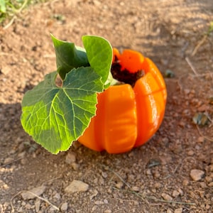 May include: A small orange pumpkin-shaped planter with a green plant growing out of it. The planter is sitting on a dirt surface.