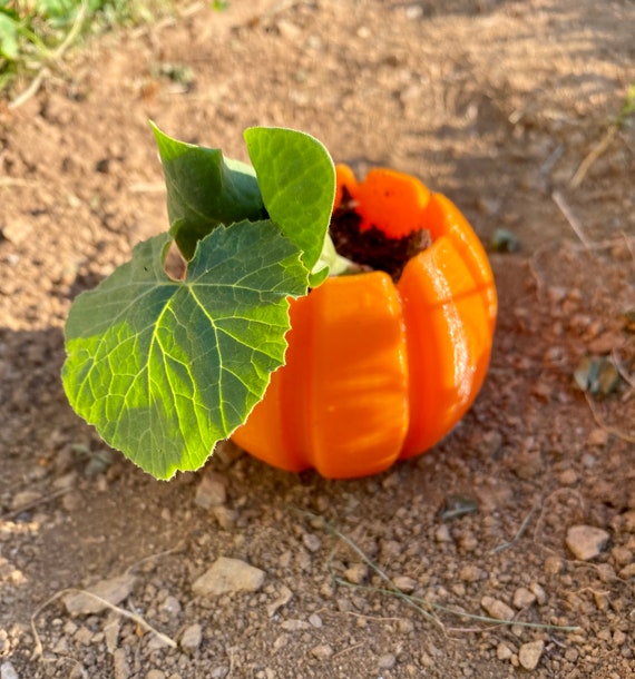 Pumpkin succulent planter pot (2 pieces)