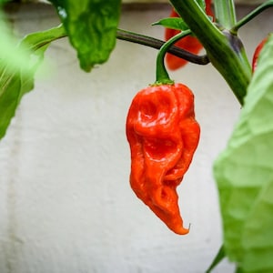Ghost Pepper Seeds. Package of 12 Seeds. Free USPS Shipping to US addresses.