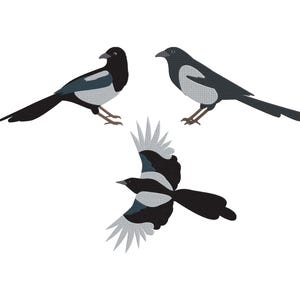 May include: Illustration of three magpies in different poses. Two magpies are standing, one with wings spread in flight. The birds have black, white, and gray feathers, with long black tails and small brown legs.