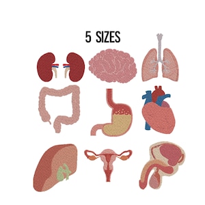 May include: An illustration of various human organs, including kidneys, a brain, lungs, a large intestine, a stomach, a heart, a liver, female reproductive organs, and male reproductive organs. The text "5 SIZES" is at the top.