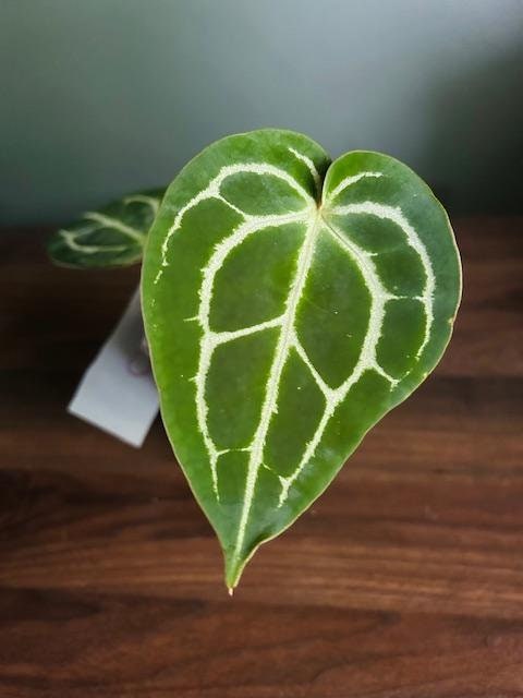 Anthurium Magnificum - Etsy Anthurium Magnificum - Etsy
