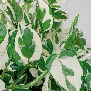 N’Joy Pothos Clipping