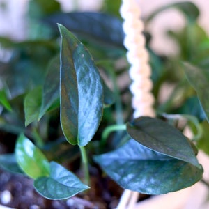 May include: A close-up of a houseplant with large, dark green leaves. The plant is hanging from a white macrame hanger.